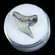 Fossil Tiger Shark Tooth - Lee Creek Mine #3725-1